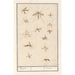 Reproduction of the painting Leaf with Thirteen Mosquitoes - Anselmus Botius de Boodt