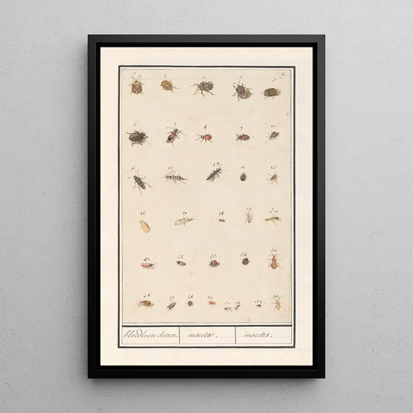 Reproduction of the painting Leaf with thirty-three insects - Anselmus Botius de Boodt