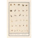 Reproduction of the painting Leaf with thirty-three insects - Anselmus Botius de Boodt