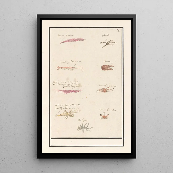 Leaf with nine crustaceans and mollusks - Anselmus Botius de Boodt — framed artwork on a wall