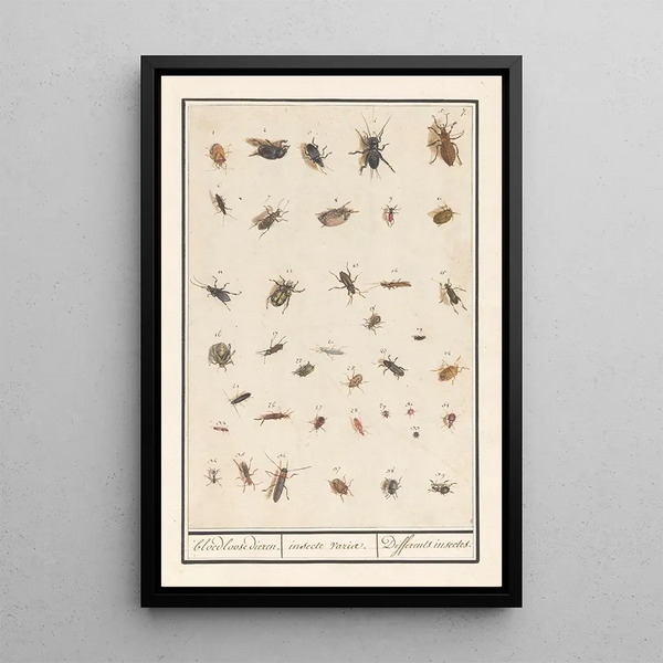 Reproduction of the painting Leaf with thirty-nine insects - Anselmus Botius de Boodt