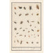 Reproduction of the painting Leaf with thirty-nine insects - Anselmus Botius de Boodt