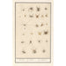 Leaf with Spiders - Anselmus Botius de Boodt — artwork view