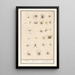 Leaf with Spiders - Anselmus Botius de Boodt — framed artwork on a wall