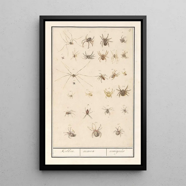 Leaf with Spiders - Anselmus Botius de Boodt — framed artwork on a wall