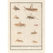 Leaf with ten grasshoppers - Anselmus Botius de Boodt — artwork view