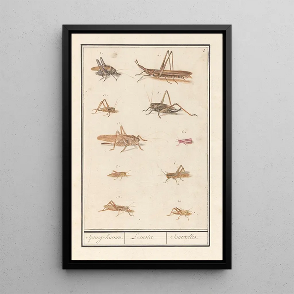 Leaf with ten grasshoppers - Anselmus Botius de Boodt — framed artwork on a wall