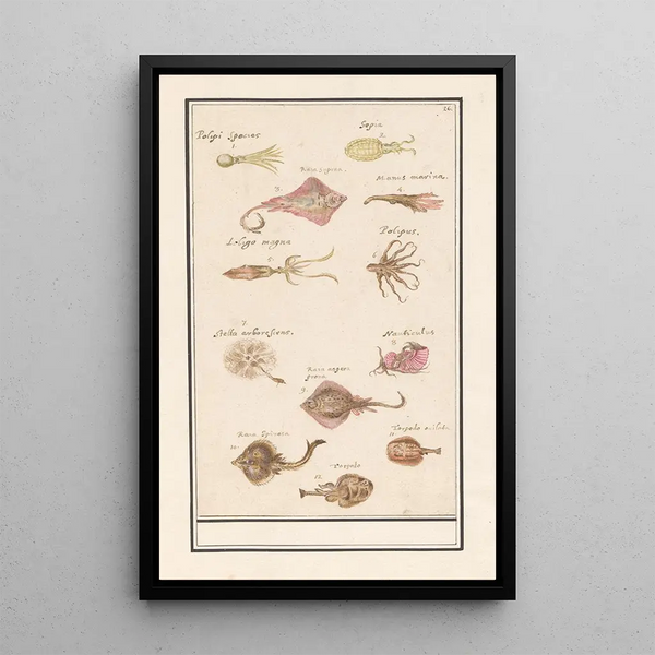 Reproduction of the painting Leaf with twelve fish and squids - Anselmus Botius de Boodt
