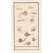 Reproduction of the painting Leaf with twelve fish and squids - Anselmus Botius de Boodt