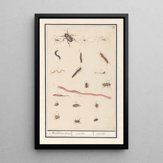 Anselmus Botius de Boodt - Blad met verschillende insecten en spinnen Bloedloose dieren insectae insectes.webp