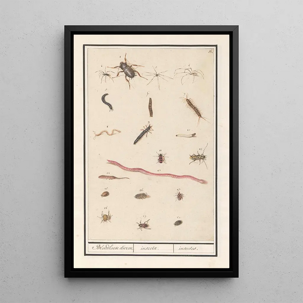 Reproduction of the painting Leaf with various insects and spiders - Anselmus Botius de Boodt