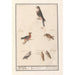Leaf with six birds of prey - Anselmus Botius de Boodt — artwork view