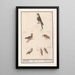 Leaf with six birds of prey - Anselmus Botius de Boodt — framed artwork on a wall