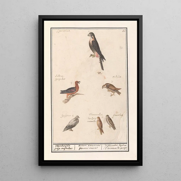 Leaf with six birds of prey - Anselmus Botius de Boodt — framed artwork on a wall
