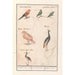 Leaf with six birds - Anselmus Botius de Boodt — artwork view
