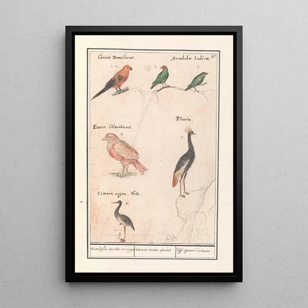 Leaf with six birds - Anselmus Botius de Boodt — framed artwork on a wall