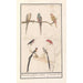 Leaf with seven tropical birds - Anselmus Botius de Boodt — artwork view