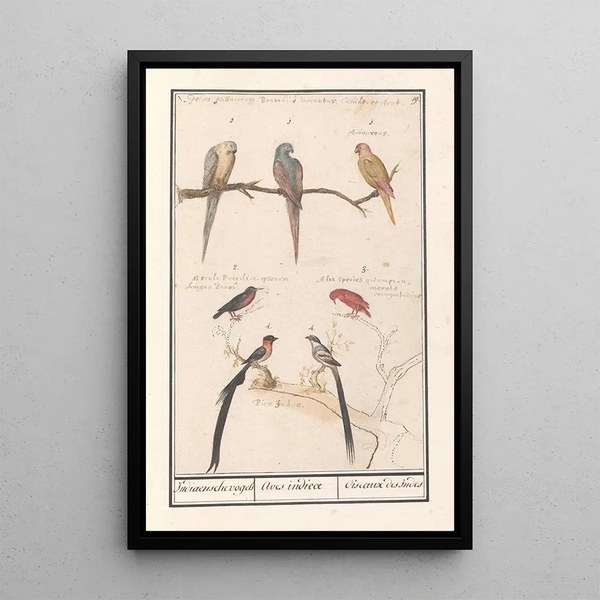 Leaf with seven tropical birds - Anselmus Botius de Boodt — framed artwork on a wall