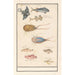 Leaf with seven different fish and a horseshoe crab - Anselmus Botius de Boodt — artwork view