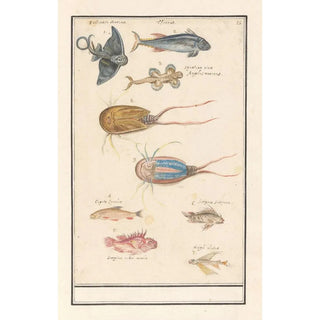 Anselmus Botius de Boodt - Blad met zeven verschillende vissen en een degenkrab.webp