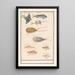 Leaf with seven different fish and a horseshoe crab - Anselmus Botius de Boodt — framed artwork on a wall
