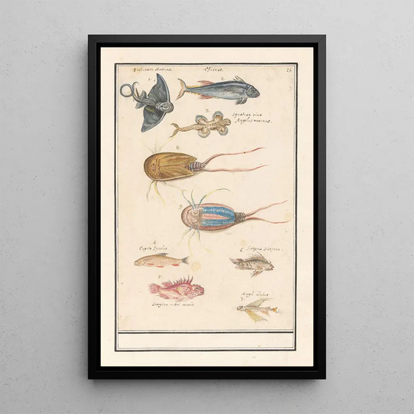 Leaf with seven different fish and a horseshoe crab - Anselmus Botius de Boodt — framed artwork on a wall
