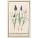 Muscari - Anselmus Botius de Boodt — artwork view