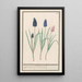 Muscari - Anselmus Botius de Boodt — framed artwork on a wall