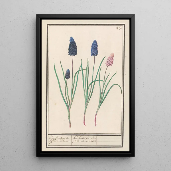 Muscari - Anselmus Botius de Boodt — framed artwork on a wall