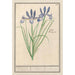Iris sibérien - Anselmus Botius de Boodt — artwork view