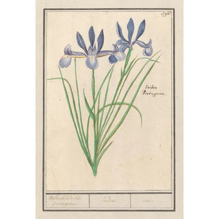 Anselmus Botius de Boodt - Blauwe lis Iris sibirica Welriekende lis portugesen irides iris.webp