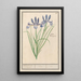 Iris sibérien - Anselmus Botius de Boodt — framed artwork on a wall