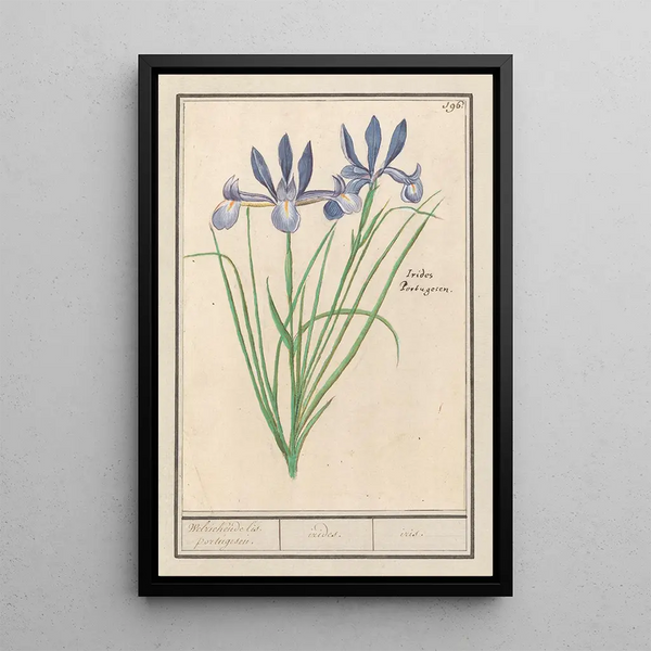 Iris sibérien - Anselmus Botius de Boodt — framed artwork on a wall
