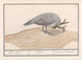 Peacock blue Pavo cristatus - Anselmus Botius de Boodt — artwork view