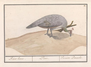 Peacock blue Pavo cristatus - Anselmus Botius de Boodt — artwork view