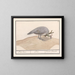 Peacock blue Pavo cristatus - Anselmus Botius de Boodt — framed artwork on a wall