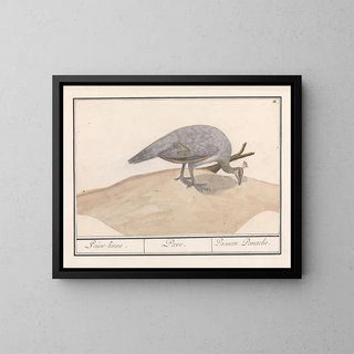 Peacock blue Pavo cristatus - Anselmus Botius de Boodt — framed artwork on a wall