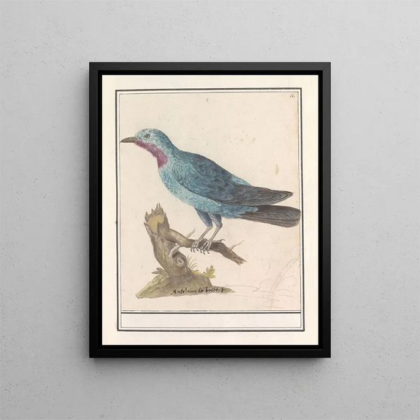 Blauwe rotslijster Monticola solitaire - Anselmus Botius de Boodt — framed artwork on a wall