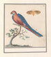 Ara blue and yellow Ara ararauna and an insect - Anselmus Botius de Boodt — artwork view