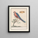 Ara blue and yellow Ara ararauna and an insect - Anselmus Botius de Boodt — framed artwork on a wall
