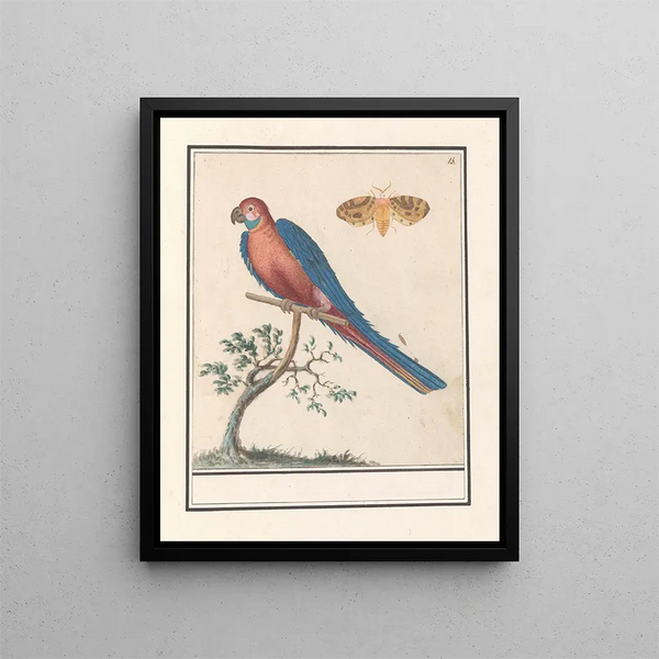 Ara blue and yellow Ara ararauna and an insect - Anselmus Botius de Boodt — framed artwork on a wall