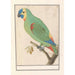 Amazon River Painting with Blue Front - Anselmus Botius de Boodt — artwork view