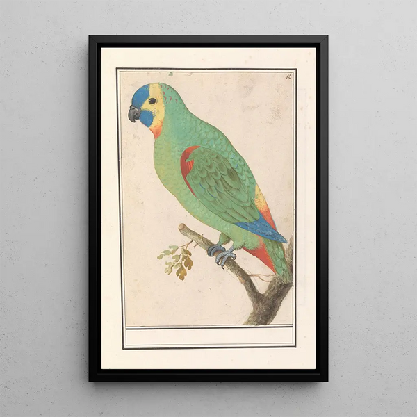 Amazon River Painting with Blue Front - Anselmus Botius de Boodt — framed artwork on a wall