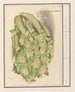 Bloemkool Brassica oleracea convar botrytis var Botrytis - Anselmus Botius de Boodt — artwork view