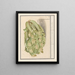 Bloemkool Brassica oleracea convar botrytis var Botrytis - Anselmus Botius de Boodt — framed artwork on a wall