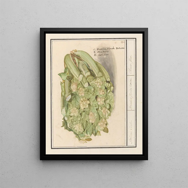 Bloemkool Brassica oleracea convar botrytis var Botrytis - Anselmus Botius de Boodt — framed artwork on a wall