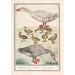 Domestic Goose - Anselmus Botius de Boodt — artwork view