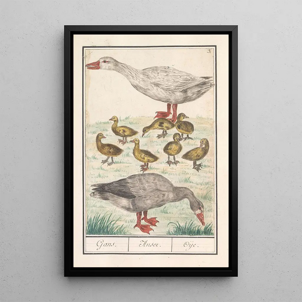 Domestic Goose - Anselmus Botius de Boodt — framed artwork on a wall