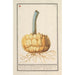 Bulbe de la couronne impériale - Anselmus Botius de Boodt — artwork view