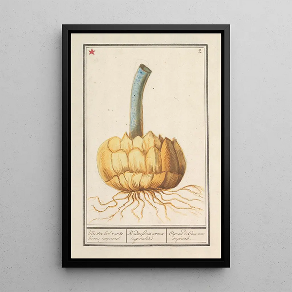 Bulbe de la couronne impériale - Anselmus Botius de Boodt — framed artwork on a wall